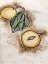 Plants of the Quran -Sidr