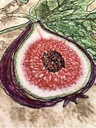 Plants of the Quran - Tin
