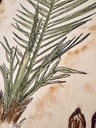Plants of the Quran - Nakhl