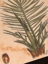 Plants of the Quran - Nakhl