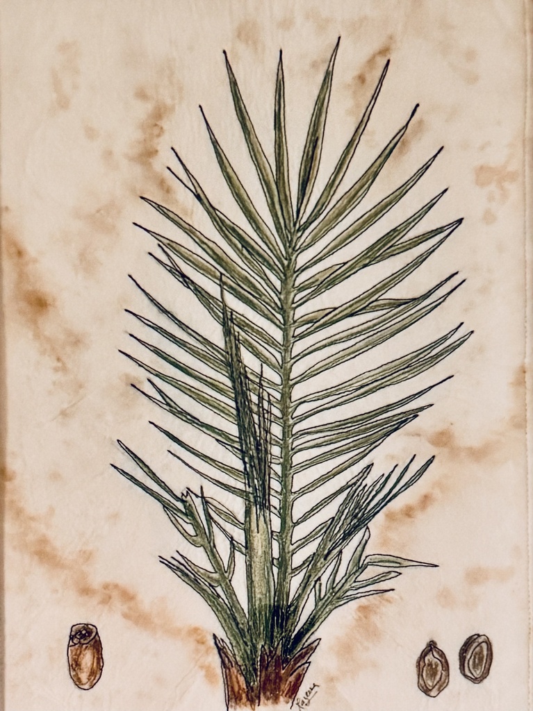 Plants of the Quran - Nakhl