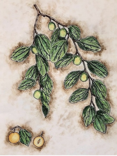 Plants of the Quran -Sidr