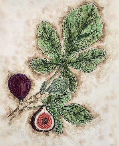 Plants of the Quran - Tin